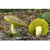 Мицелий Моховика зеленого (Xerocomus subtomentosus)